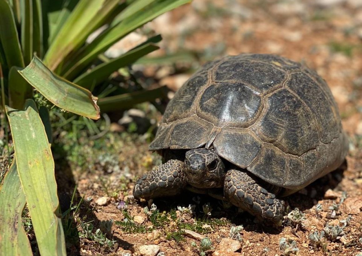 Черепахи на Ликийской тропе