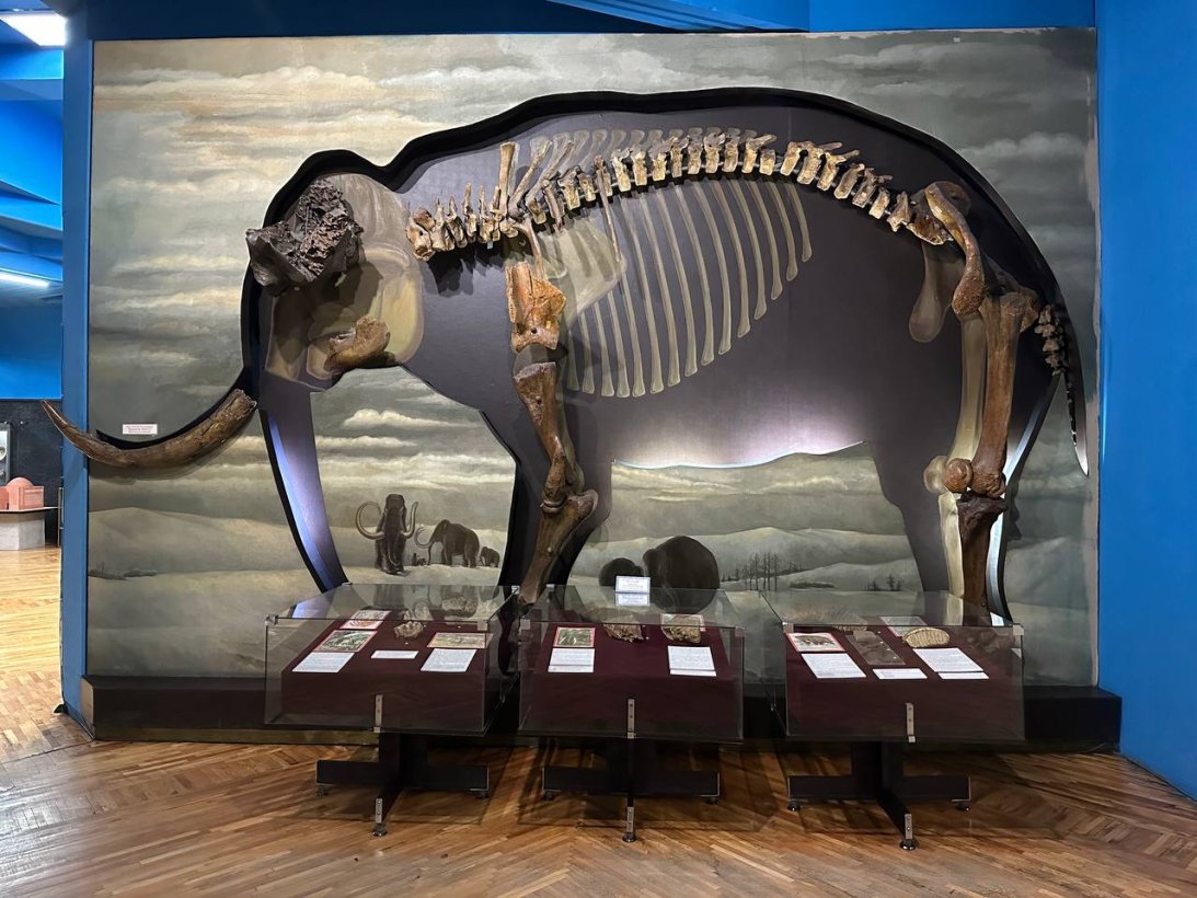 Кости мамонта в Центральном музее РК